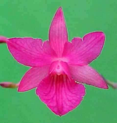 Broughtonia sanguinea